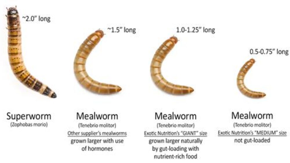 Mealworm vs Superworm Comparison (1)