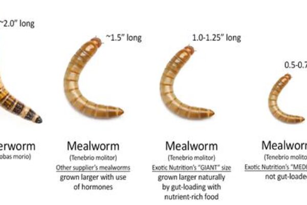 Mealworm vs Superworm Comparison (1)