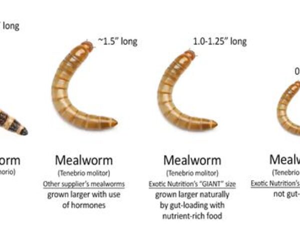 Mealworm vs Superworm Comparison (1)