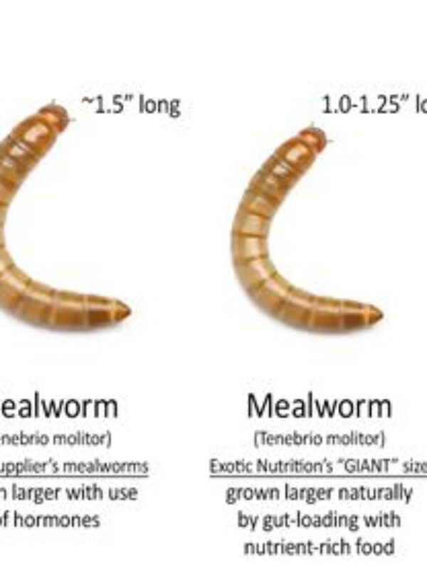 Mealworm vs Superworm Comparison (1)